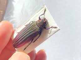 Attēlu rezultāti vaicājumam “Buprestidae”