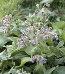 Attēlu rezultāti vaicājumam “Borago officinalis leaf”