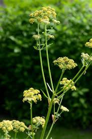 Attēlu rezultāti vaicājumam “Levisticum officinale”