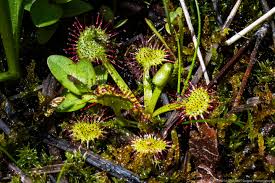 Attēlu rezultāti vaicājumam “Drosera rotundifolia”