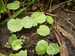 Attēlu rezultāti vaicājumam “Hydrocotyle vulgaris leaf”