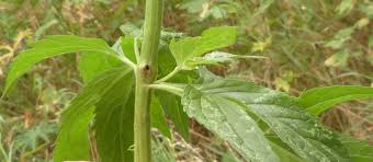 Attēlu rezultāti vaicājumam “Adaina microdactyla”