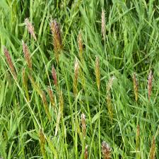 Attēlu rezultāti vaicājumam “Anthoxanthum odoratum”