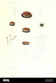 Attēlu rezultāti vaicājumam “Ombrophila violacea spores”