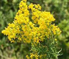 Attēlu rezultāti vaicājumam “Galium verum flower”