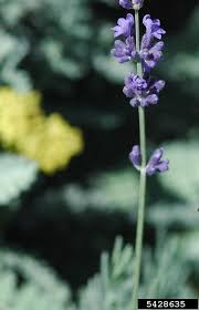 Attēlu rezultāti vaicājumam “Lavandula angustifolia flower”