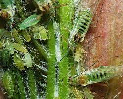 Attēlu rezultāti vaicājumam “Drepanosiphum platanoidis exuvia”