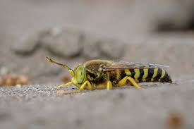 Attēlu rezultāti vaicājumam “Bembix rostrata”