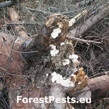 Attēlu rezultāti vaicājumam “Heterobasidion annosum”