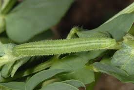 Attēlu rezultāti vaicājumam “Leptidea sinapis underside”