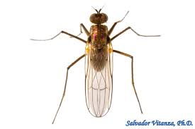 Attēlu rezultāti vaicājumam “Dolichopodidae”