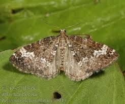 Attēlu rezultāti vaicājumam “Perizoma alchemilla”