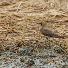 Image result for Glareola maldivarum