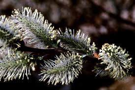 Attēlu rezultāti vaicājumam “Salix cinerea female flower”