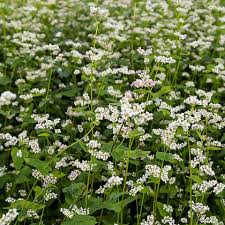 Attēlu rezultāti vaicājumam “Fagopyrum esculentum flower”