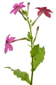 Image result for Nicotiana x sanderae