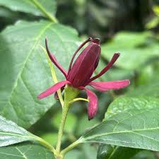 Attēlu rezultāti vaicājumam “Calycanthus floridus”