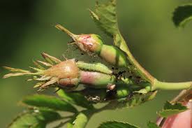 Attēlu rezultāti vaicājumam “Cnaemidophorus rhododactyla”