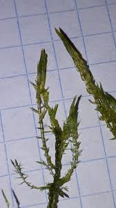 Attēlu rezultāti vaicājumam “Drepanocladus aduncus var. polycarpon”