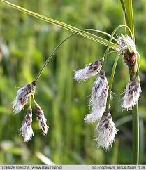 Attēlu rezultāti vaicājumam “Eriophorum angustifolium flower”