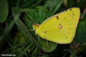 Attēlu rezultāti vaicājumam “Colias croceus underside”