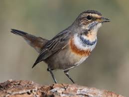 Attēlu rezultāti vaicājumam “Luscinia svecica”