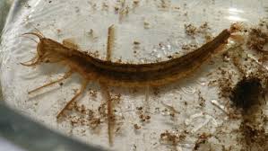 Attēlu rezultāti vaicājumam “Therevidae larva”
