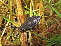 Attēlu rezultāti vaicājumam “Nepa cinerea”