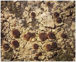 Attēlu rezultāti vaicājumam “Cliostomum corrugatum”