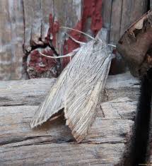 Attēlu rezultāti vaicājumam “Cucullia umbratica”