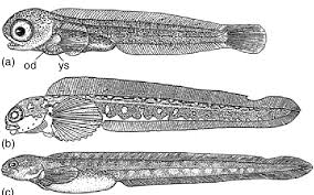 Image result for Zoarces americanus