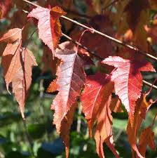 Attēlu rezultāti vaicājumam “Acer tataricum subsp. ginnala leaf”