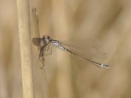 Attēlu rezultāti vaicājumam “Coenagrion armatum”