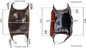 Image result for Rostroraja eglanteria