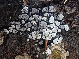 Attēlu rezultāti vaicājumam “Badhamia sp.”