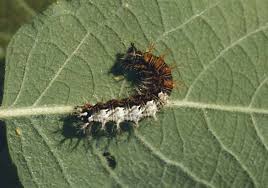 Attēlu rezultāti vaicājumam “Polygonia c-album larva”