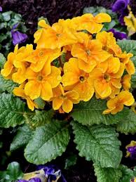 Attēlu rezultāti vaicājumam “Primula x polyantha”