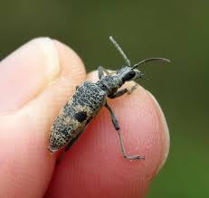 Attēlu rezultāti vaicājumam “Rhagium mordax”