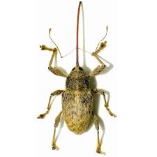 Attēlu rezultāti vaicājumam “Curculionidae”