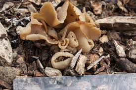 Attēlu rezultāti vaicājumam “Peziza vesiculosa”