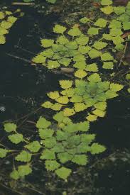 Attēlu rezultāti vaicājumam “Trapaceae”