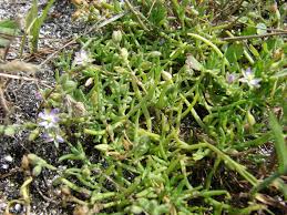 Attēlu rezultāti vaicājumam “Spergularia marina flower”