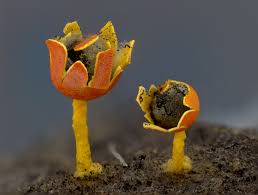 Attēlu rezultāti vaicājumam “Diderma cinereum macro”