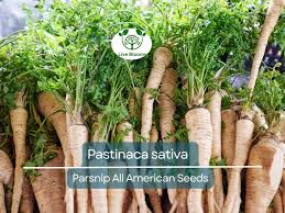 Image result for Pastinaca sativa