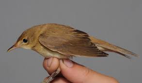 Image result for Acrocephalus aedon