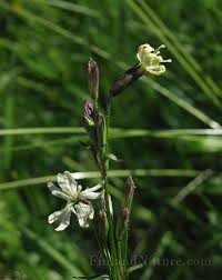 Attēlu rezultāti vaicājumam “Silene tatarica flower”