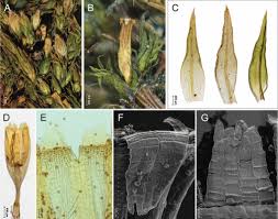 Attēlu rezultāti vaicājumam “Orthotrichum affine var. affine sporophyte”