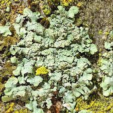 Attēlu rezultāti vaicājumam “Punctelia subrudecta”