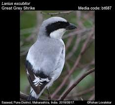 Attēlu rezultāti vaicājumam “Lanius excubitor adult”