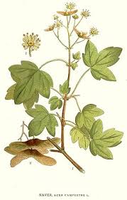 Attēlu rezultāti vaicājumam “Acer campestre”